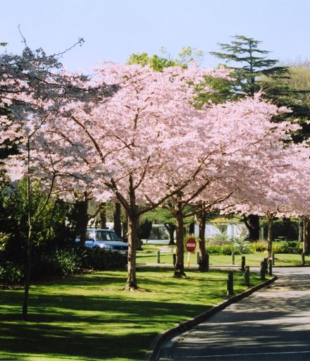 The Esplande - Cherry Blossom