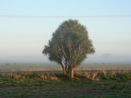 Lone cabbage tree