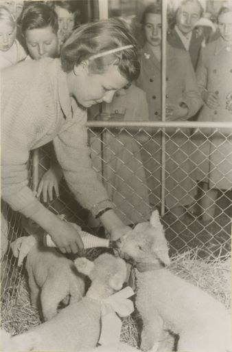 Child feeding lamb at Agricultural and Pastoral Show