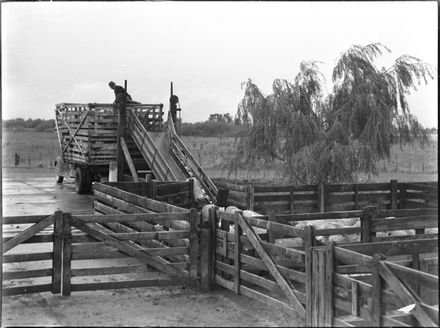 Sheep truck delivering sheep, Longburn Freezing Works