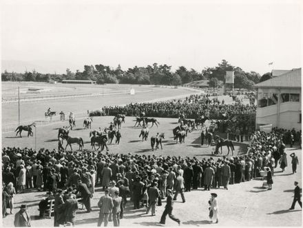 Parading of Horses, Awapuni Racecourse