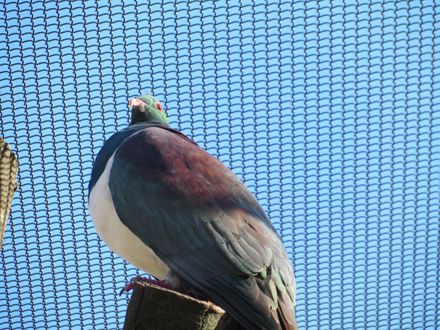 Kereru at Wildbase