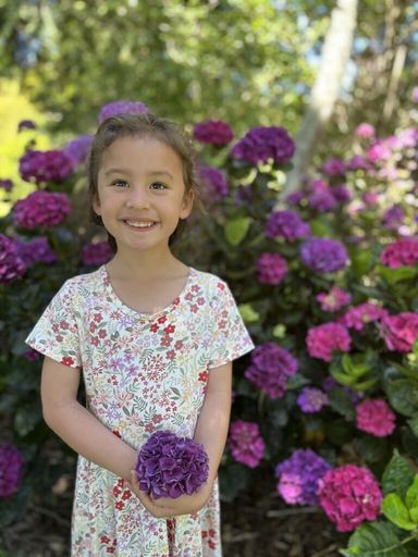 Bledisloe Park, Massey University, hydrangeas in full bloom