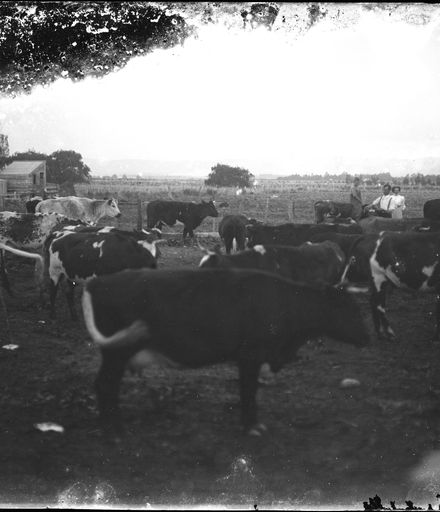 Cows in a Paddock