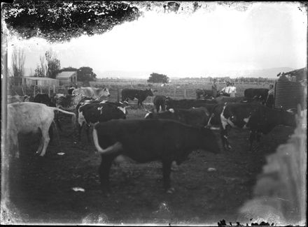 Cows in a Paddock