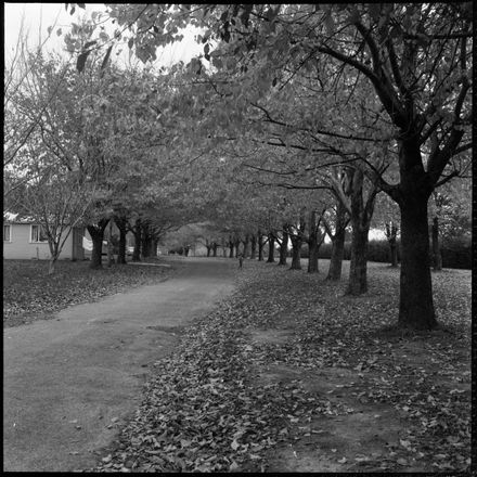 "Autumn Glory"