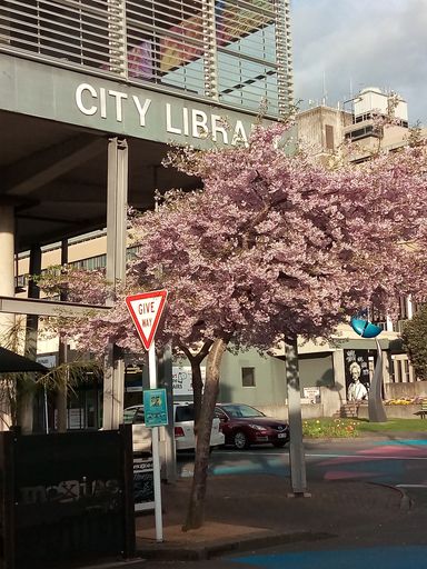 Cherry blossom on George Street