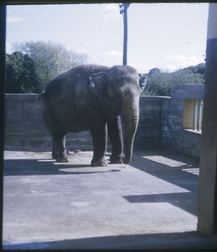 Elephant in Unidentified Location