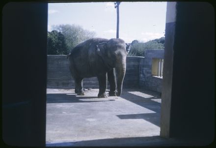 Elephant in Unidentified Location