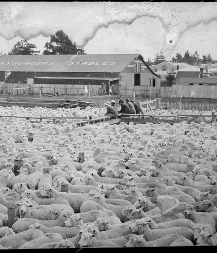 Sheep at Feilding Saleyards