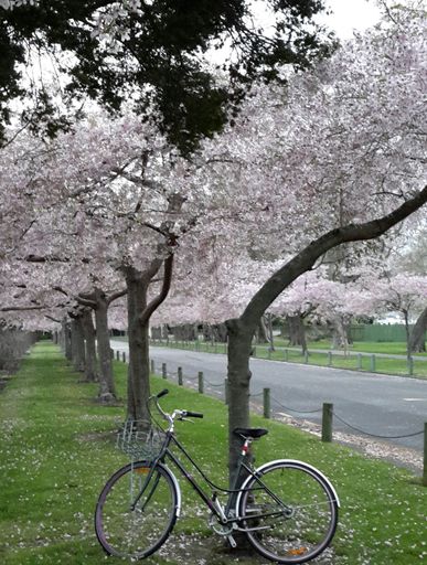Cherry Blossom in The Esplanade