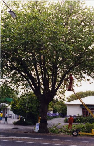 Avenue Action - Tree felling