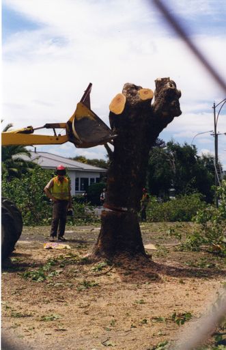 Avenue Action - tree stump