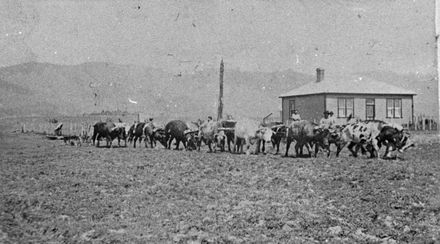 Bullock Team, Miranui Flaxmill, near Shannon