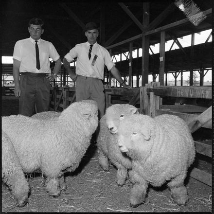 "High Quality Sheep"