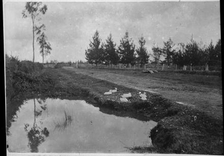 Ducks and roadside pond