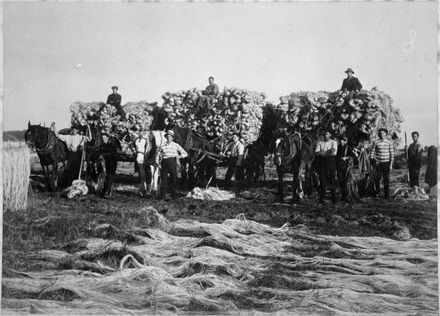 Cartloads of dried fibre in paddocks, Foxton