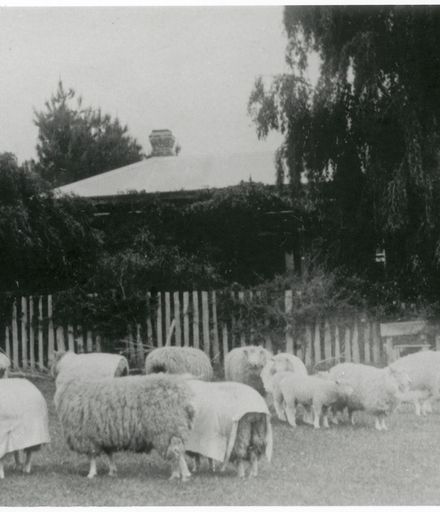 Stud Sheep Breed, Slack Family Farm