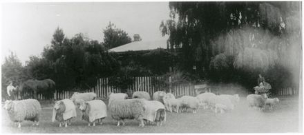 Stud Sheep Breed, Slack Family Farm