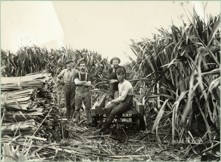 Flax Cutters in the Makerua Swamp