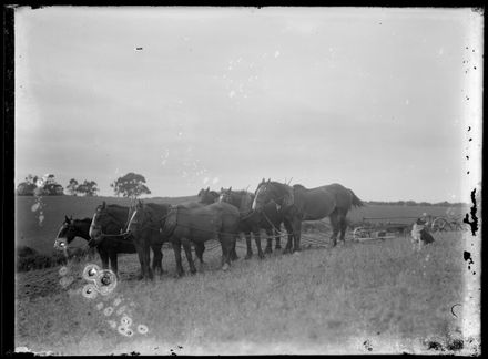 Team of Horses Ploughing Field