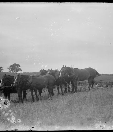 Team of Horses Ploughing Field