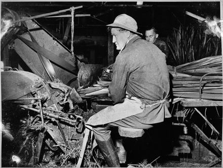 E G Halidone & A Wallbutton stripping flax by machine.