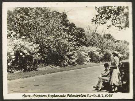 Cherry Blossom, Victoria Esplanade