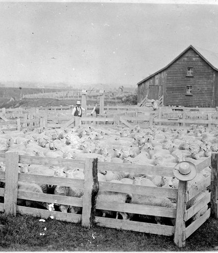 Yard of sheep at Matsubara, Bunnythorpe