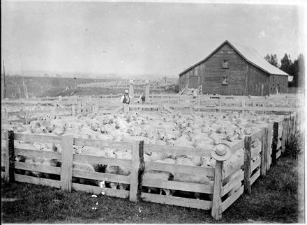 Yard of sheep at Matsubara, Bunnythorpe
