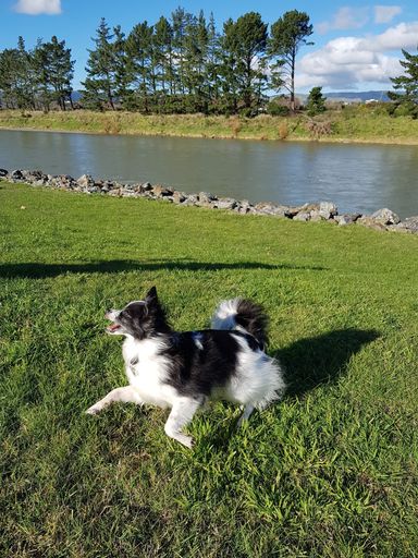 Olive playing by Manawatū River