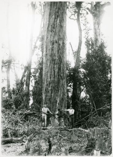 Messrs. Taylor and Gibstone felling a tree, near Shannon