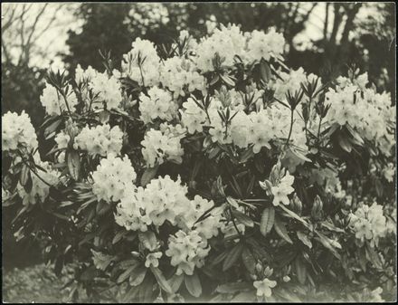 Rhododendrons, Victoria Esplanade Gardens - Resource cover image