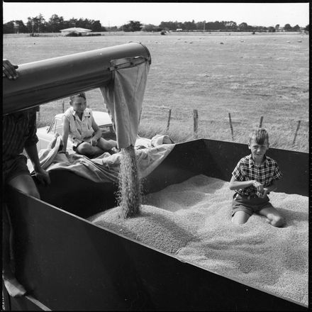 "Wheat Harvester Machine"