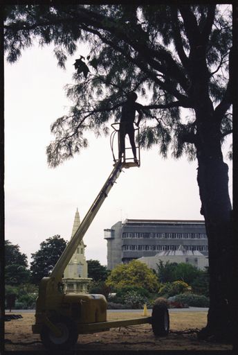 Trimming trees in The Square