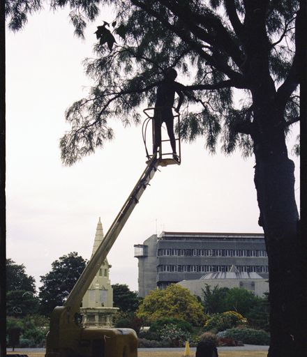 Trimming trees in The Square