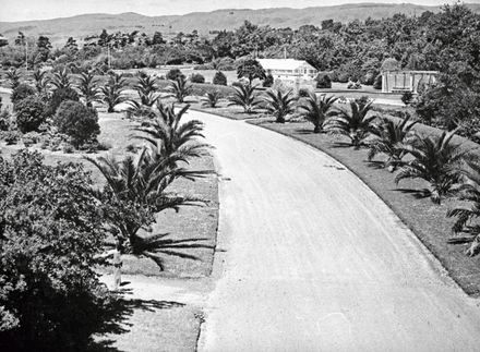 Palm Tree Lined Road at the Esplanade