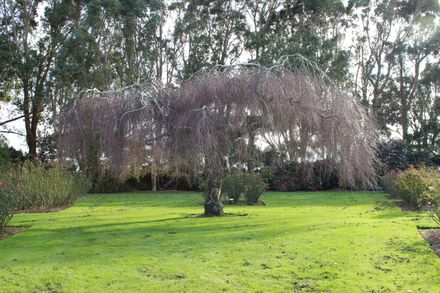 The Rose Garden in June