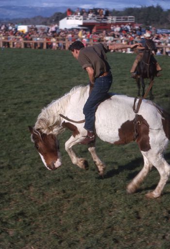 Linton Rodeo