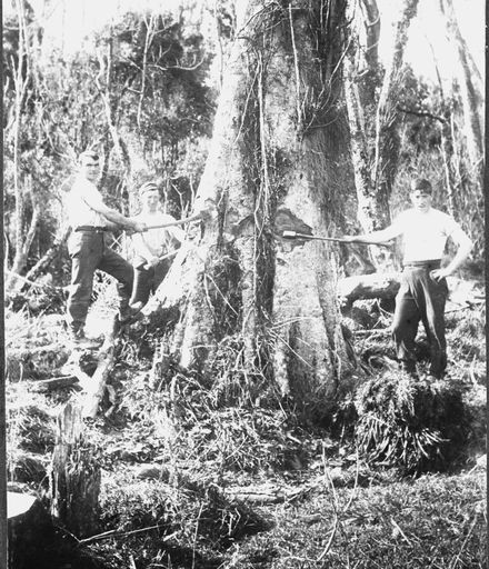Felling a Kahikatea tree