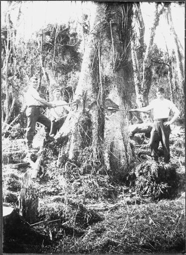 Felling a Kahikatea tree