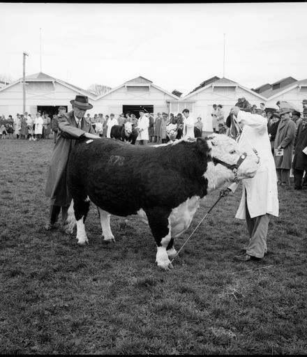 "A Thorough Examination" [National Hereford Show]