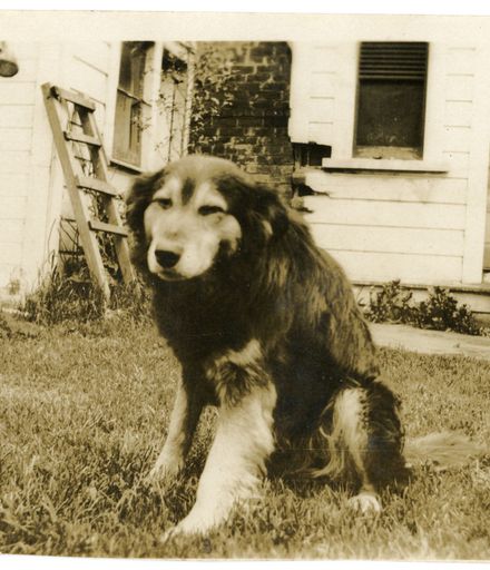 Andrews Collection: Unidentified Dog