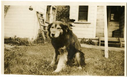 Andrews Collection: Unidentified Dog