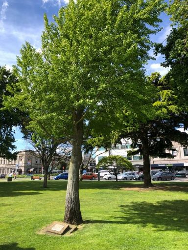 Gingko tree and plaque in The Square