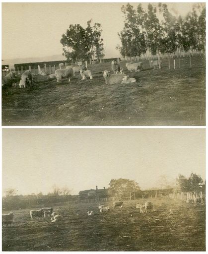 William Chapman’s farm