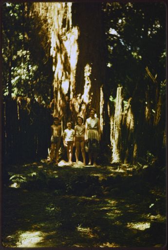YMCA Camp - Rangi Woods, Pohangina