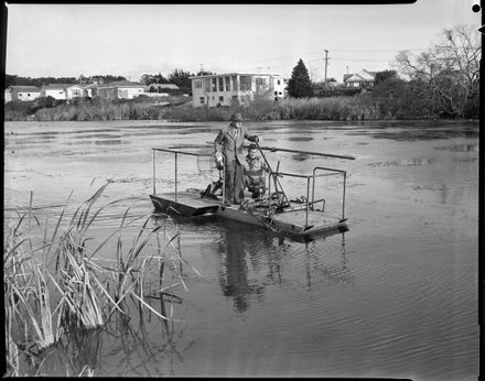 "Cutting Weed on Centennial Lake"