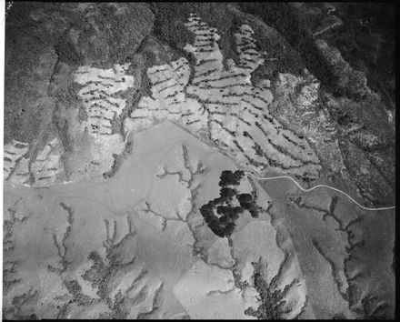 Argosy Aerial - "City Council forest area Pahiatua track"