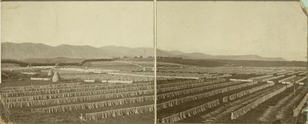 Drying paddocks at Miranui Flaxmill, near Shannon